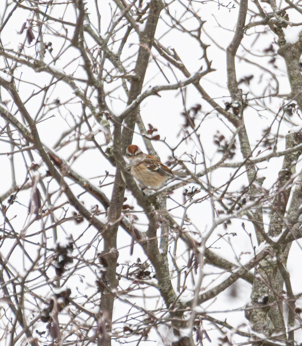 American Tree Sparrow - ML646934667