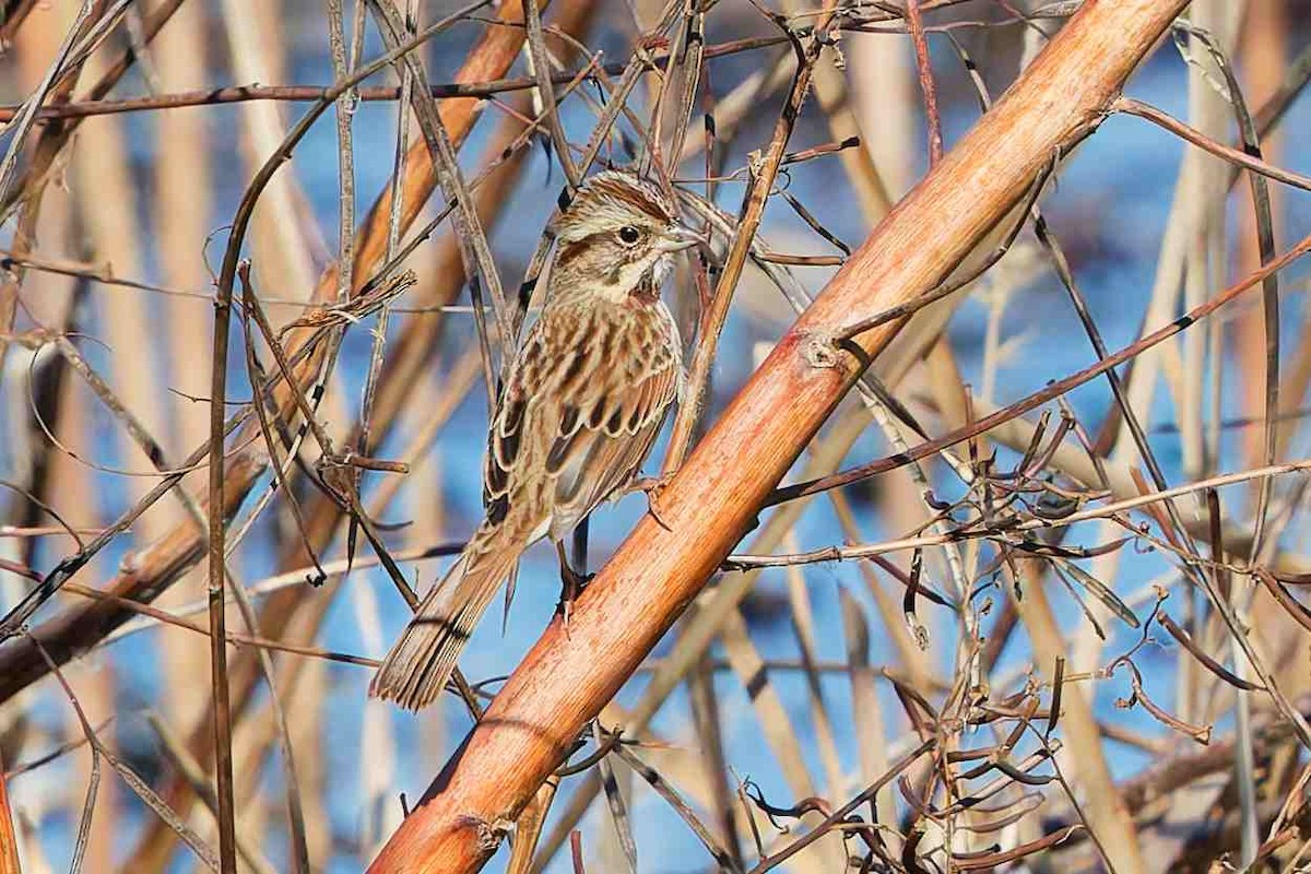 Swamp Sparrow - ML646934669