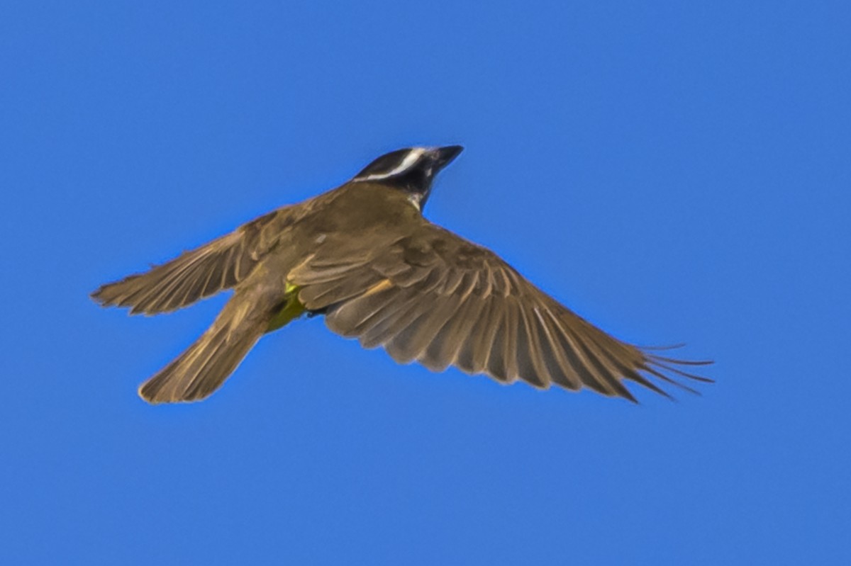 Great Kiskadee - ML646934670