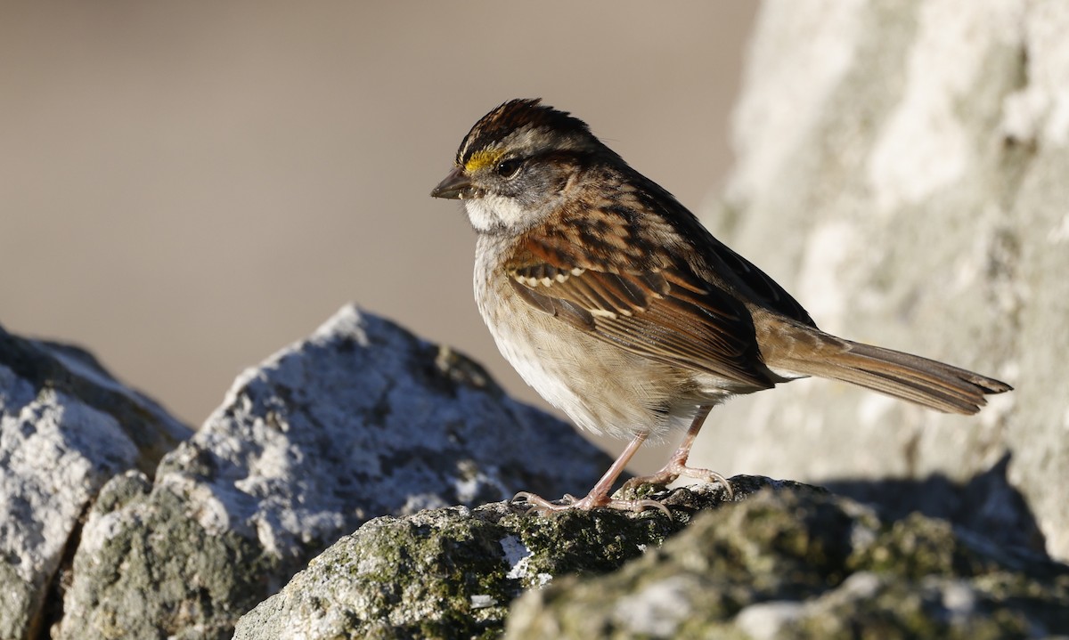 White-throated Sparrow - ML646934671