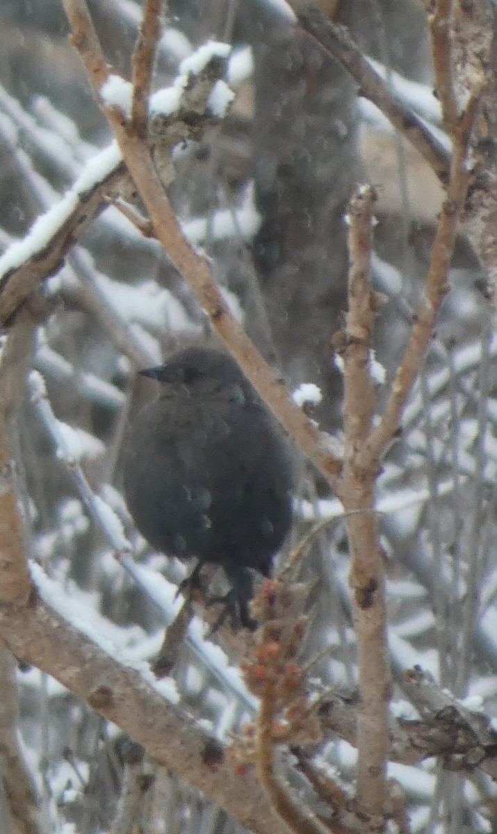 Rusty Blackbird - ML646934672