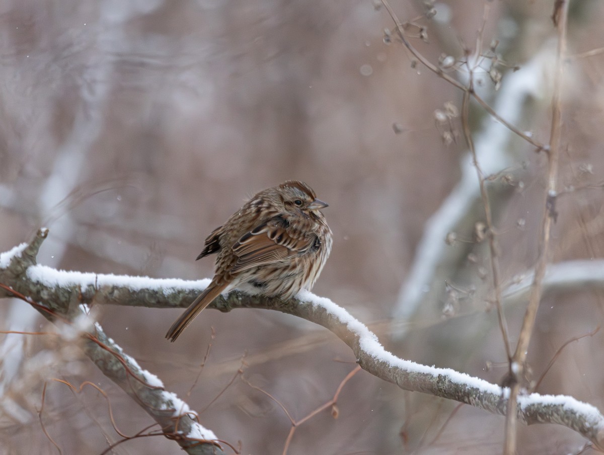 Song Sparrow - ML646934673