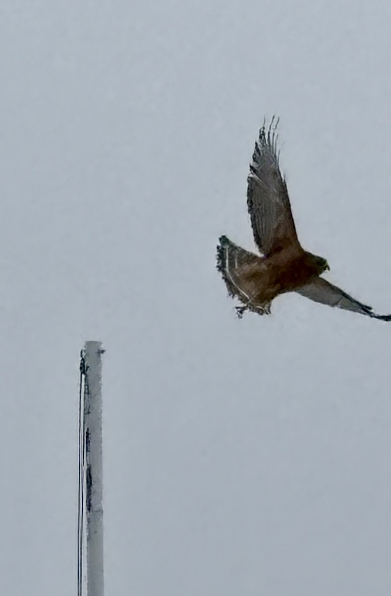 Канюк рудоплечий - ML646934675