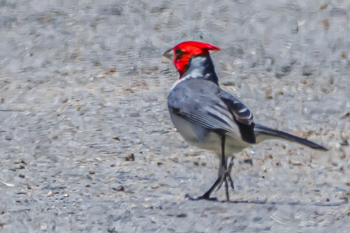 Red-crested Cardinal - ML646934676