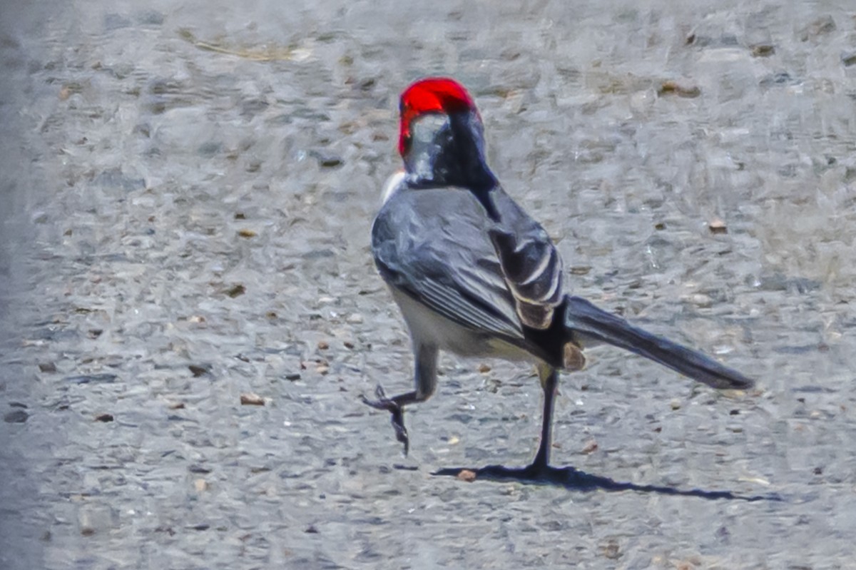 Red-crested Cardinal - ML646934678