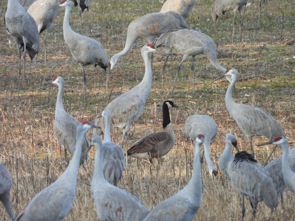 Canada Goose - ML646934679