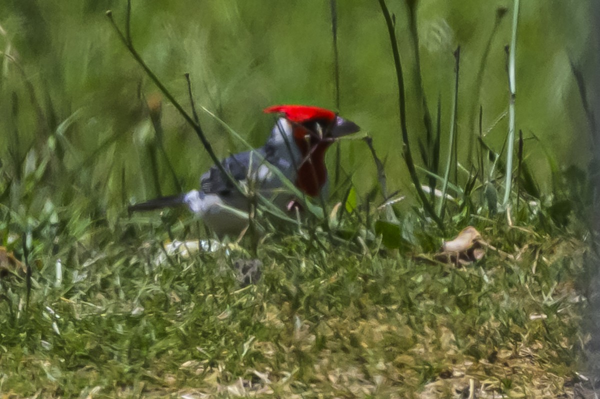 Red-crested Cardinal - ML646934681