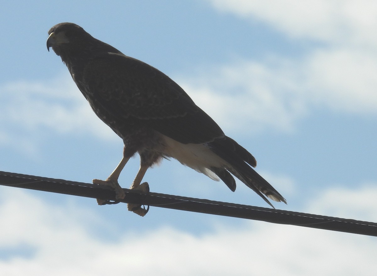 Harris's Hawk - ML646934683