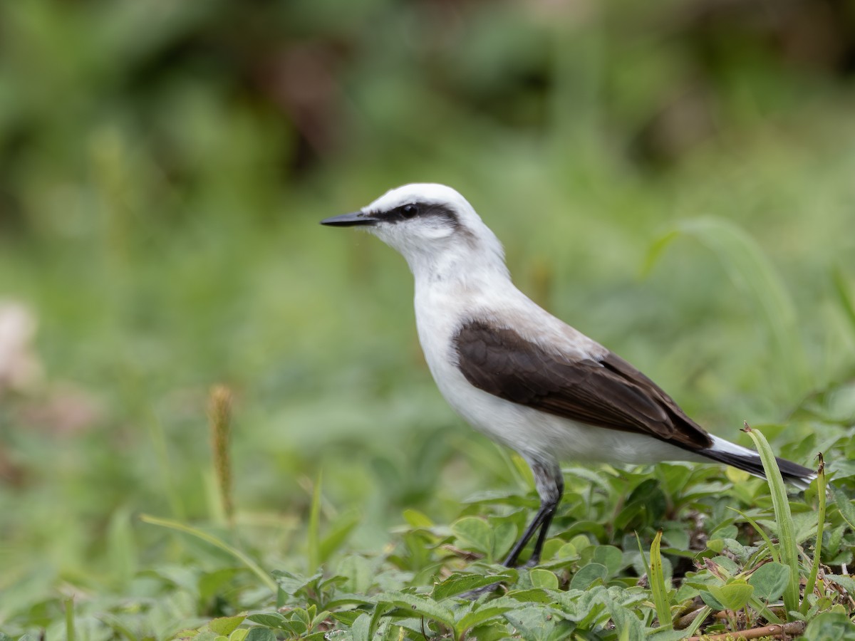 Masked Water-Tyrant - ML646934684