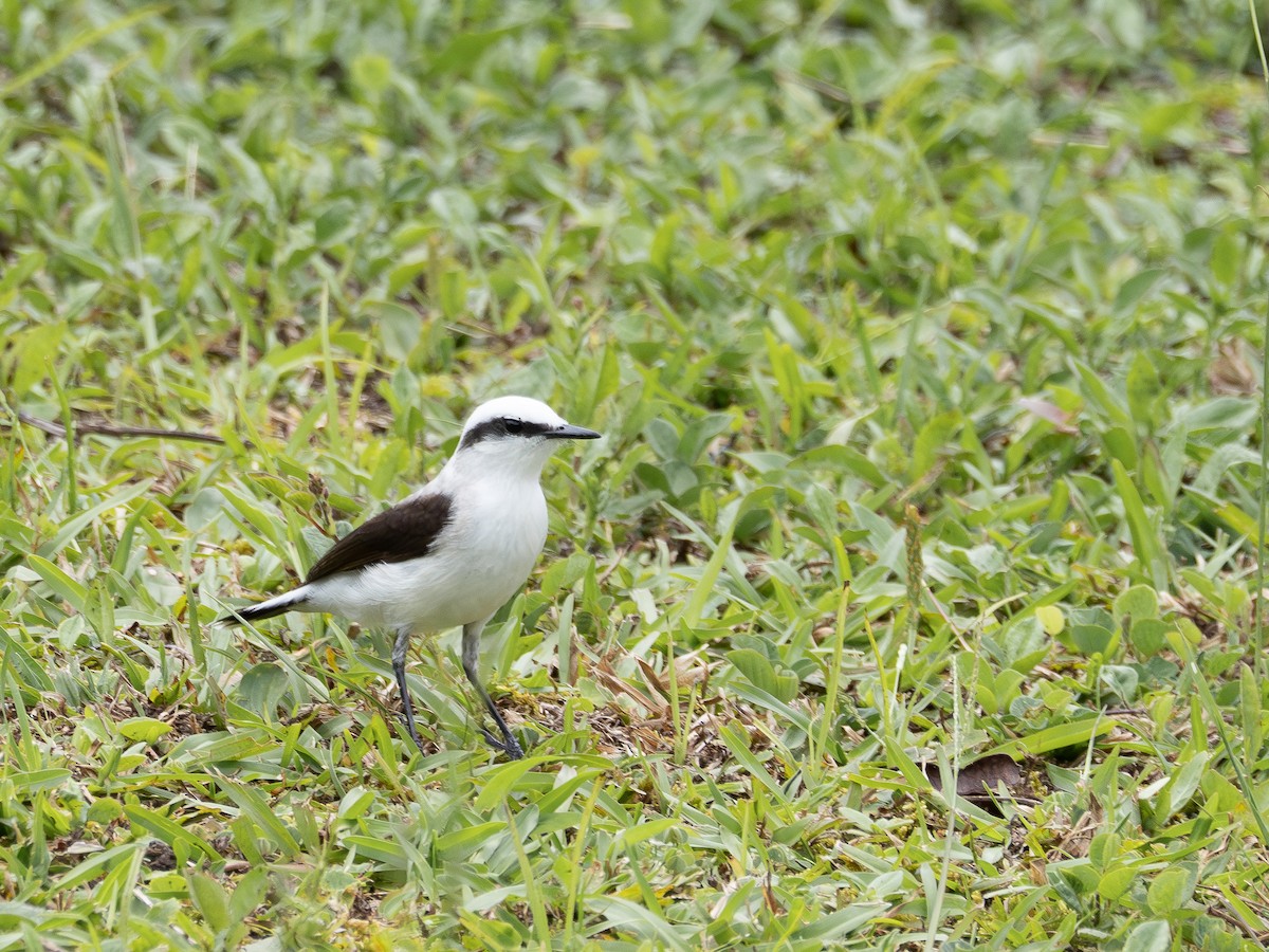 Masked Water-Tyrant - ML646934685