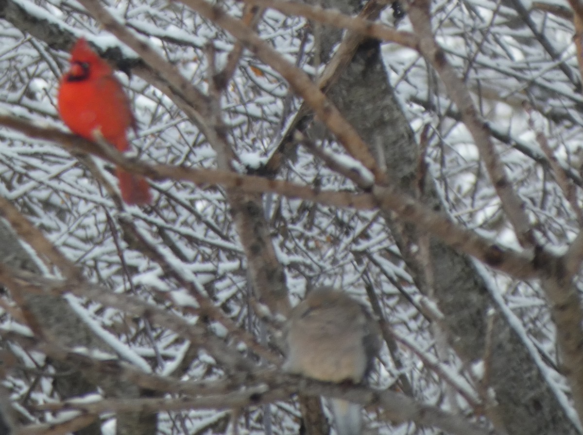 Kırmızı Kardinal - ML646934698