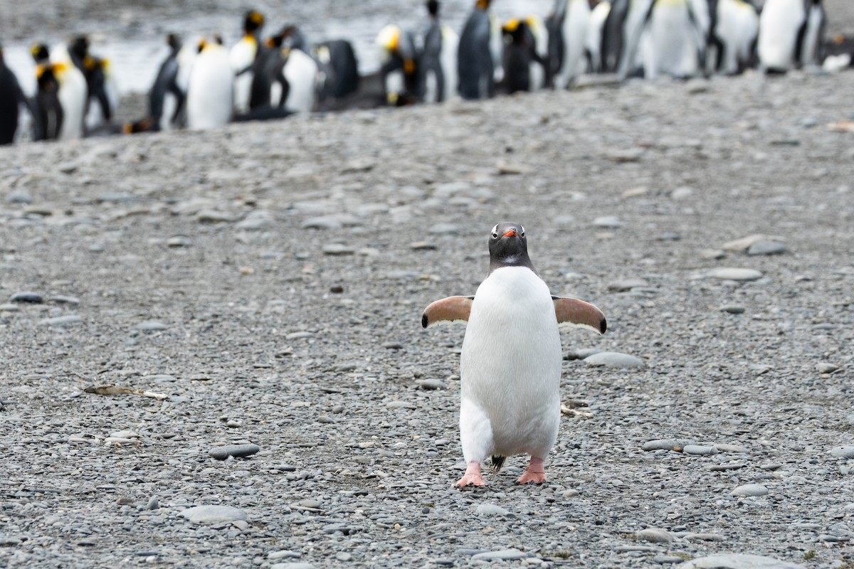 Gentoo Penguin - ML646934700