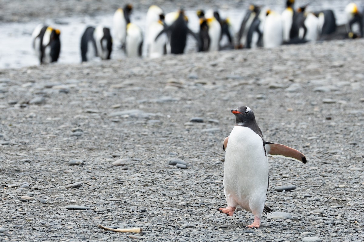 Gentoo Penguin - ML646934701