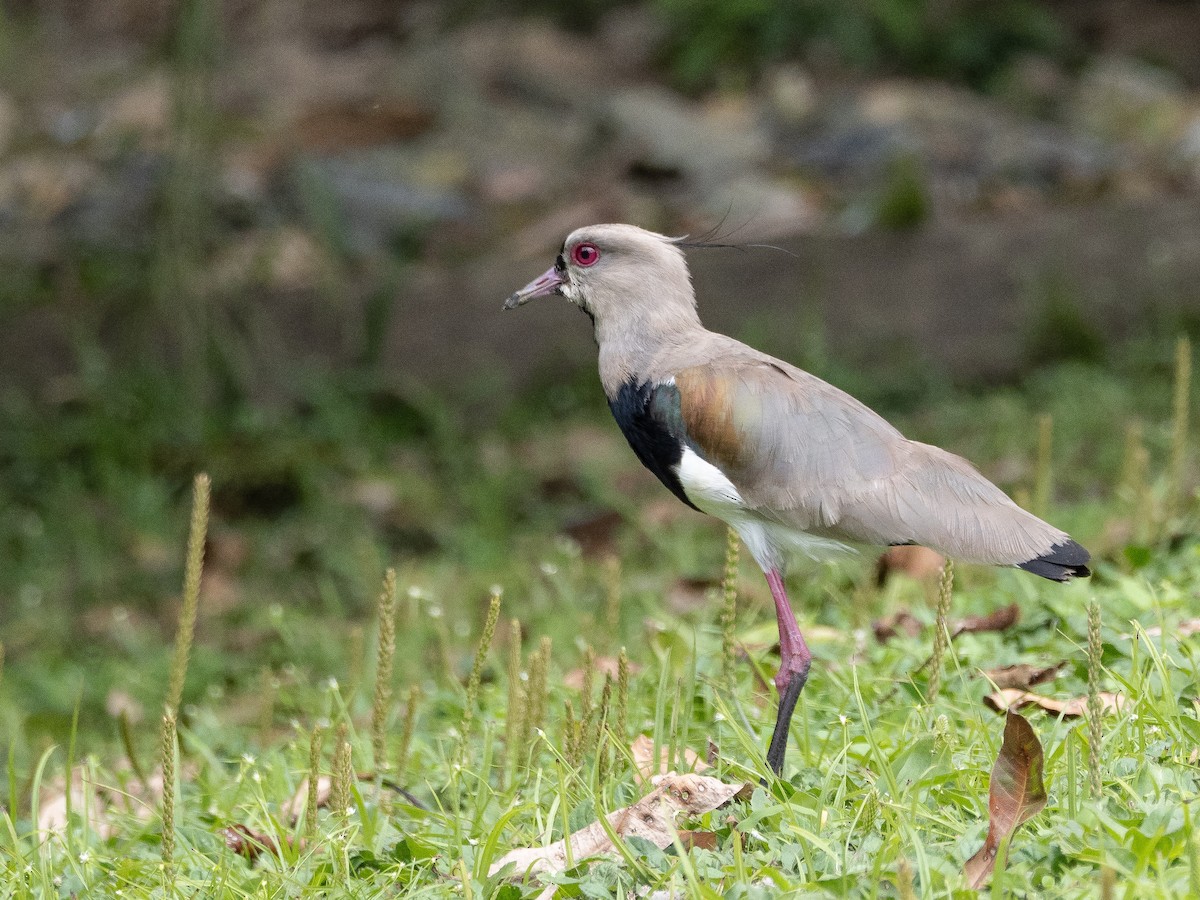 Avefría Tero - ML646934702