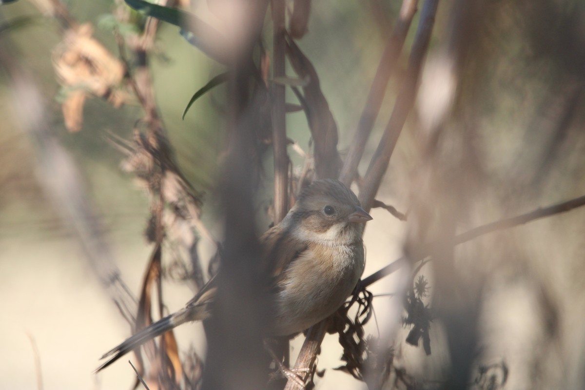 Clay-colored Sparrow - ML646934703