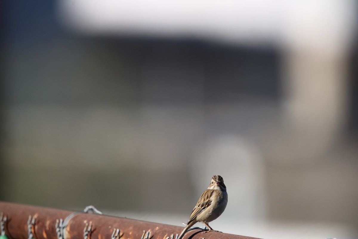 Clay-colored Sparrow - ML646934706