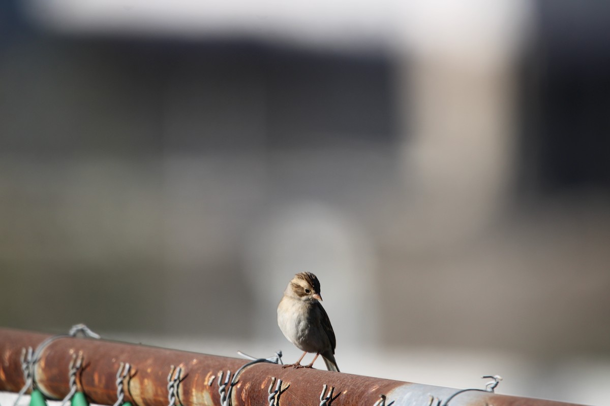 Clay-colored Sparrow - ML646934707