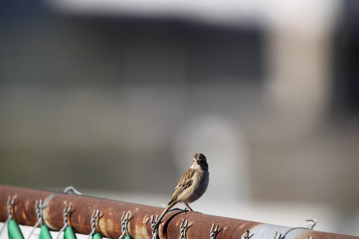 Clay-colored Sparrow - ML646934708