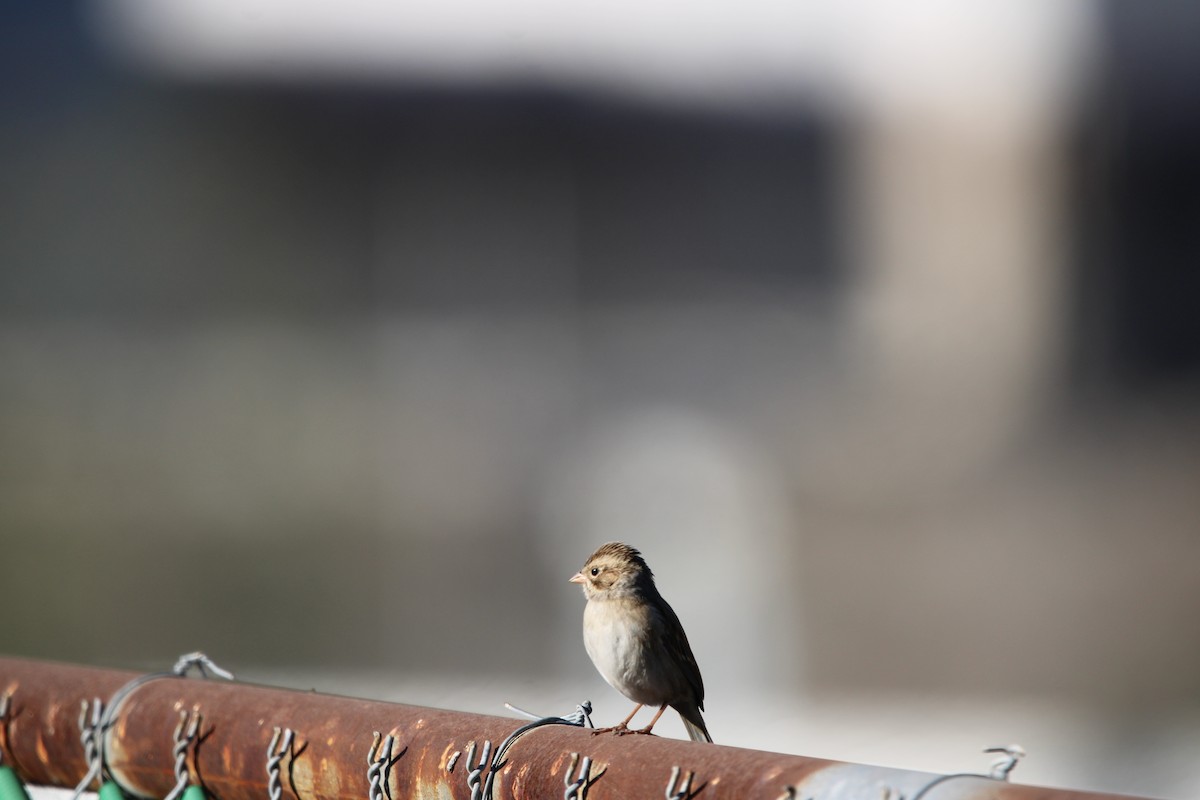 Clay-colored Sparrow - ML646934709