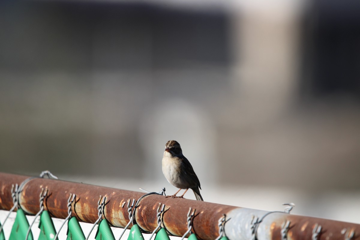 Clay-colored Sparrow - ML646934710