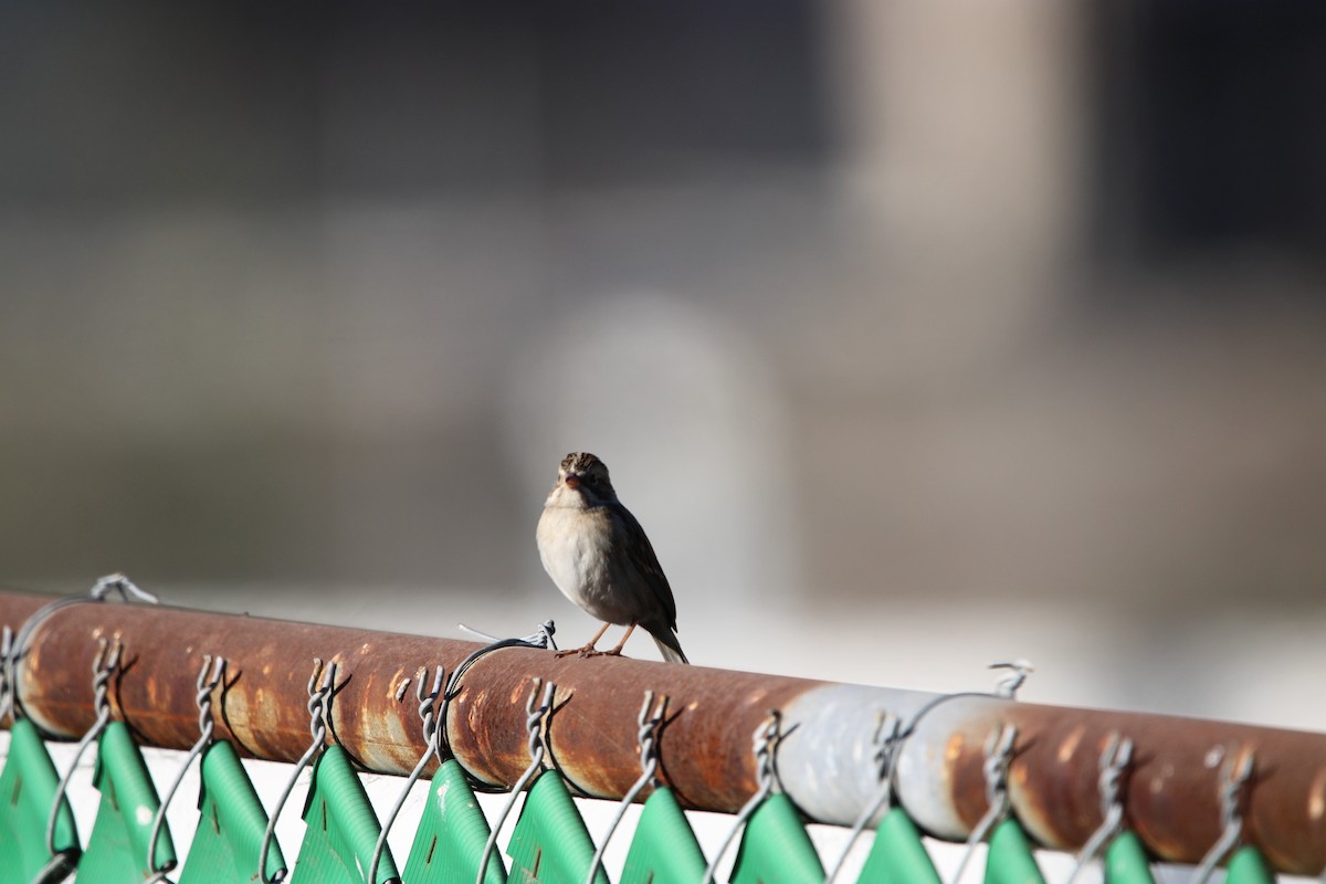 Clay-colored Sparrow - ML646934711