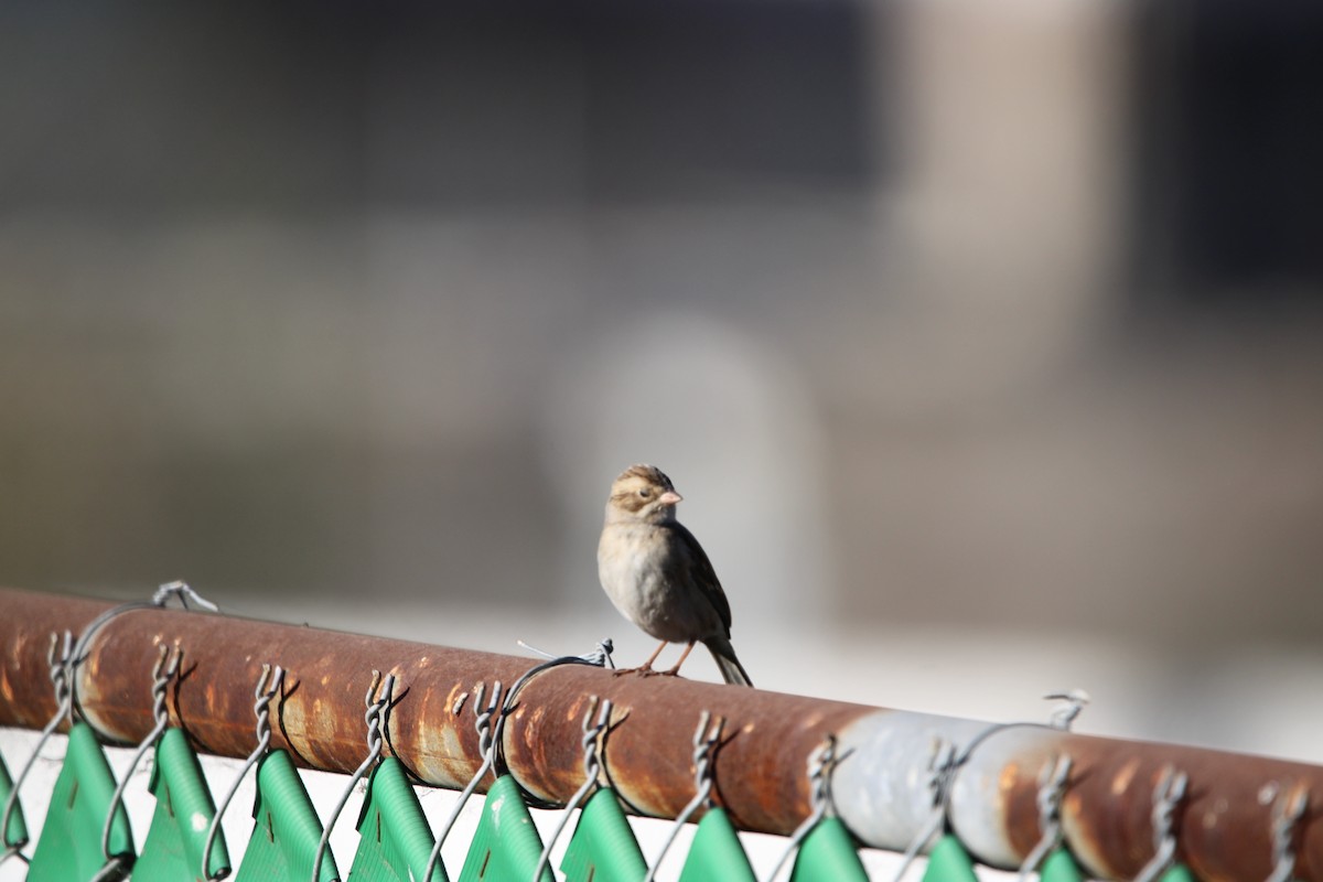 Clay-colored Sparrow - ML646934712