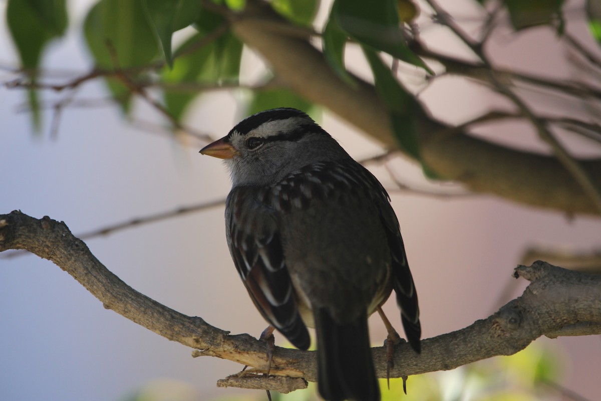 White-crowned Sparrow - ML646934714