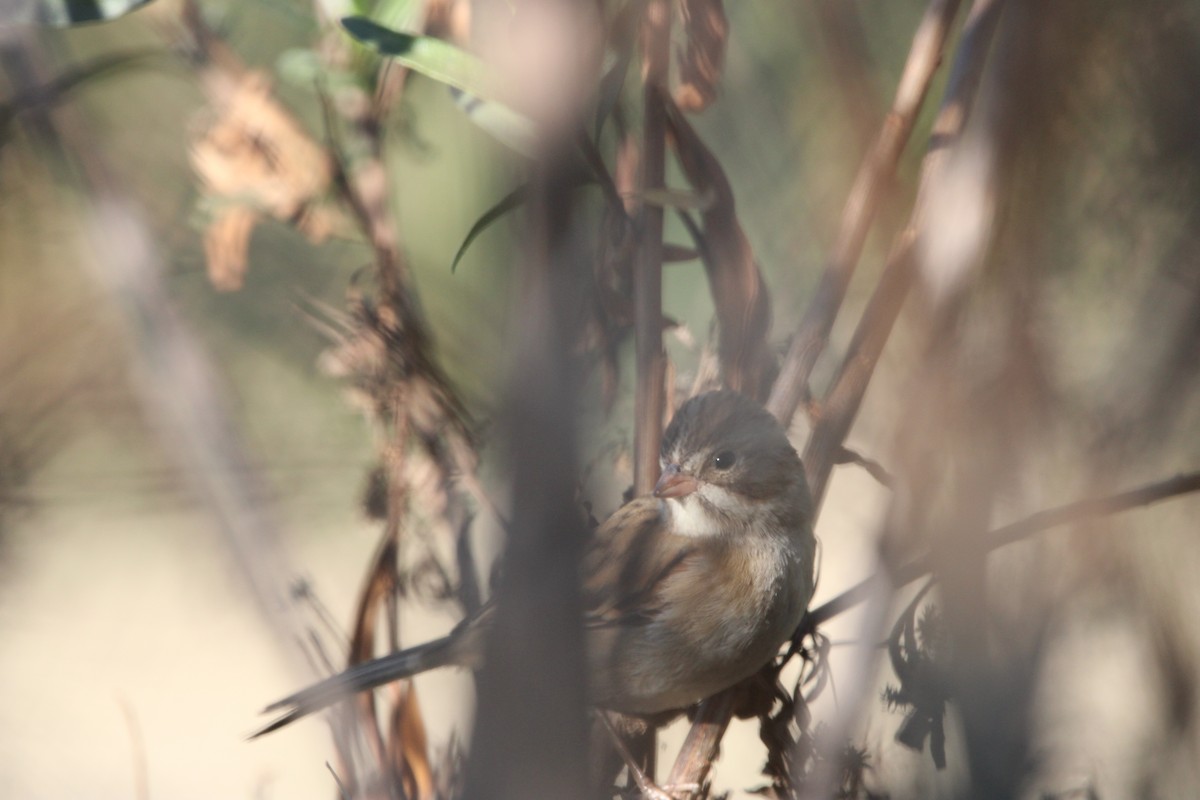 Clay-colored Sparrow - ML646934716