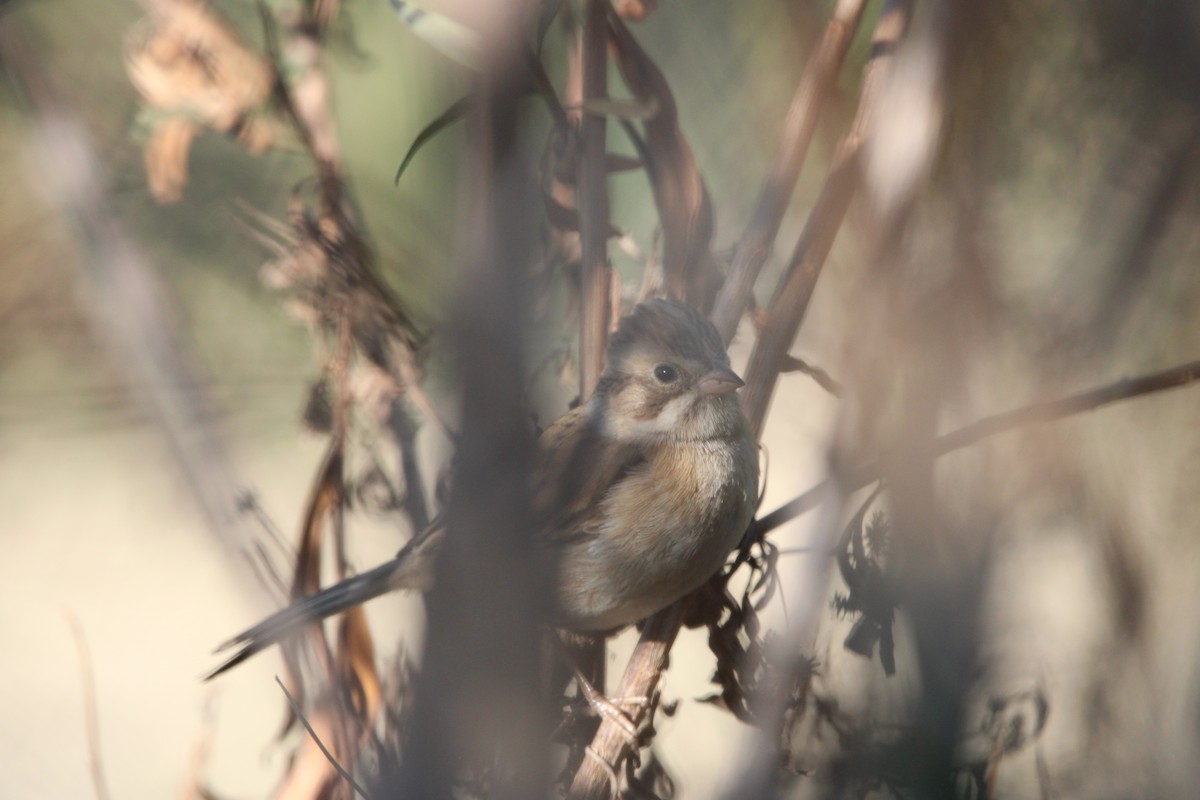 Clay-colored Sparrow - ML646934717