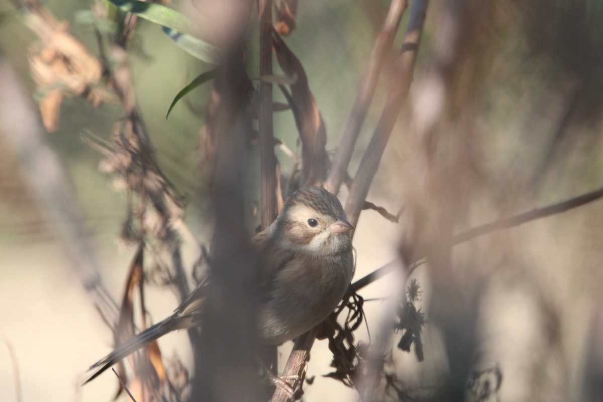 Clay-colored Sparrow - ML646934718