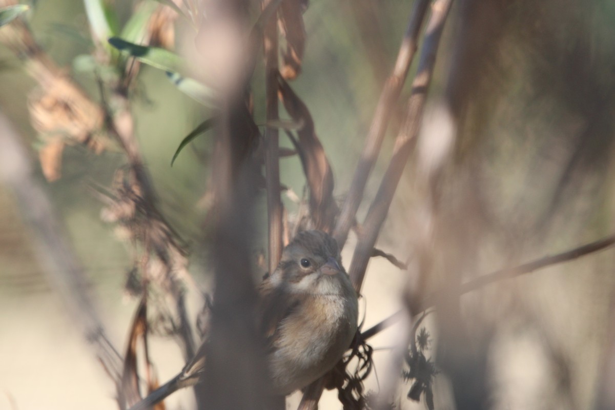 Clay-colored Sparrow - ML646934719