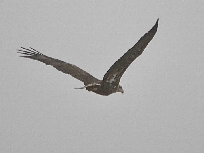 Weißkopf-Seeadler - ML646934729