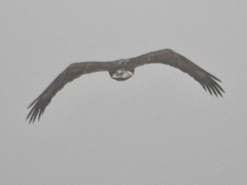 Weißkopf-Seeadler - ML646934730