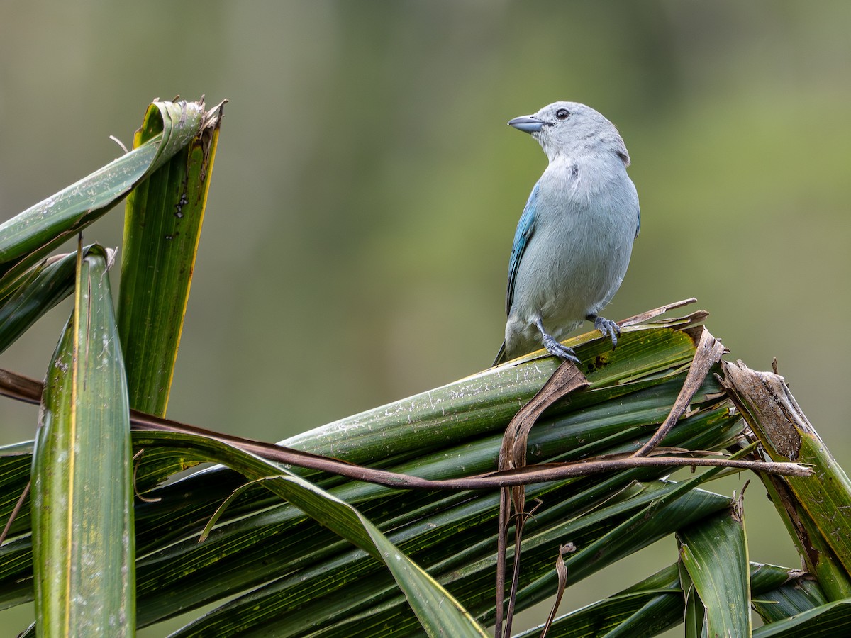 Tangara Sayaca - ML646934736