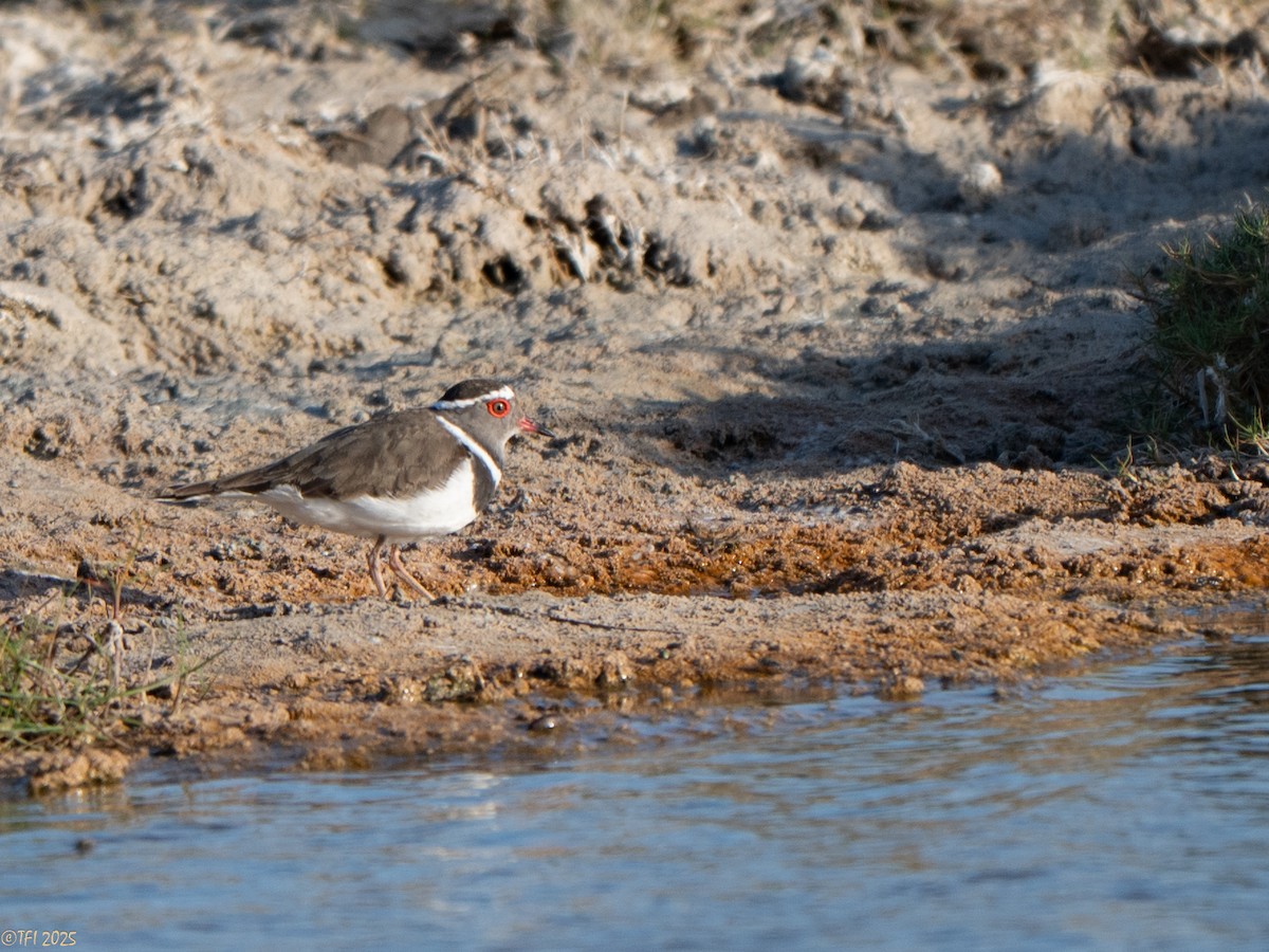 Three-banded Plover (Madagascar) - ML646934738