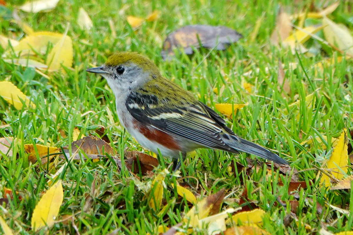 Paruline à flancs marron - ML646934739