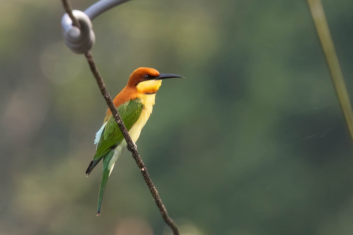 Chestnut-headed Bee-eater - ML646934743