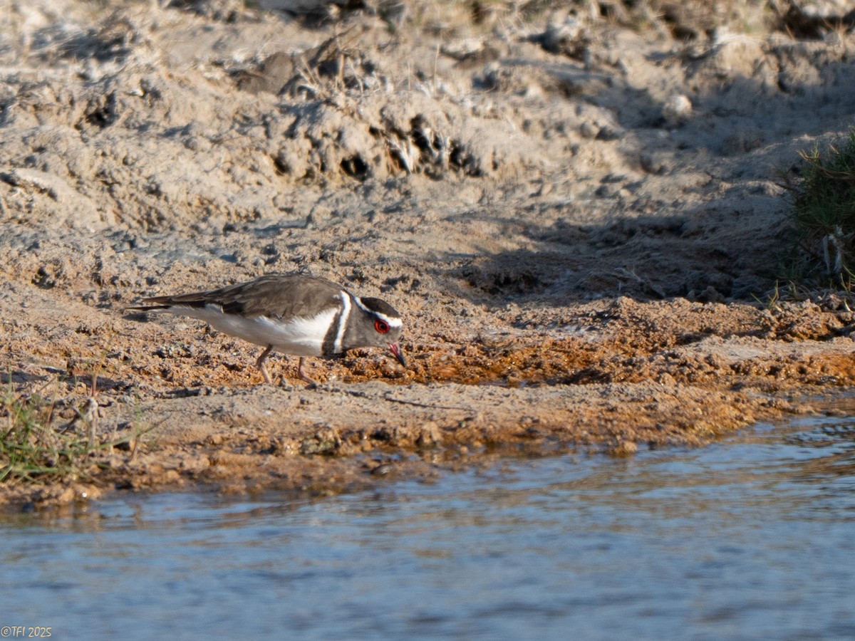 Three-banded Plover (Madagascar) - ML646934744