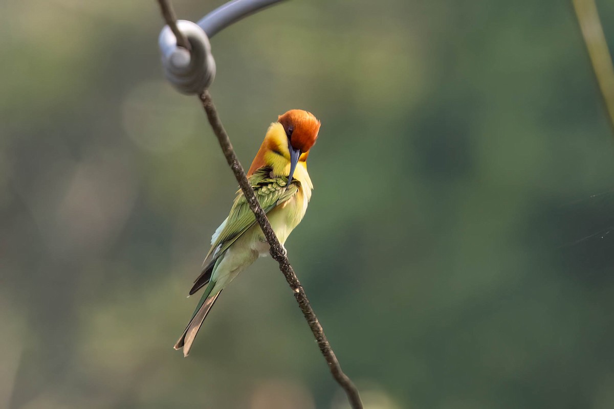 Chestnut-headed Bee-eater - ML646934748