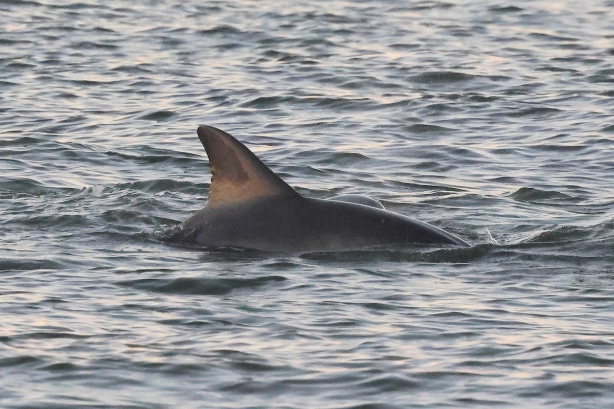 Tamanend's Bottlenose Dolphin - ML646934751
