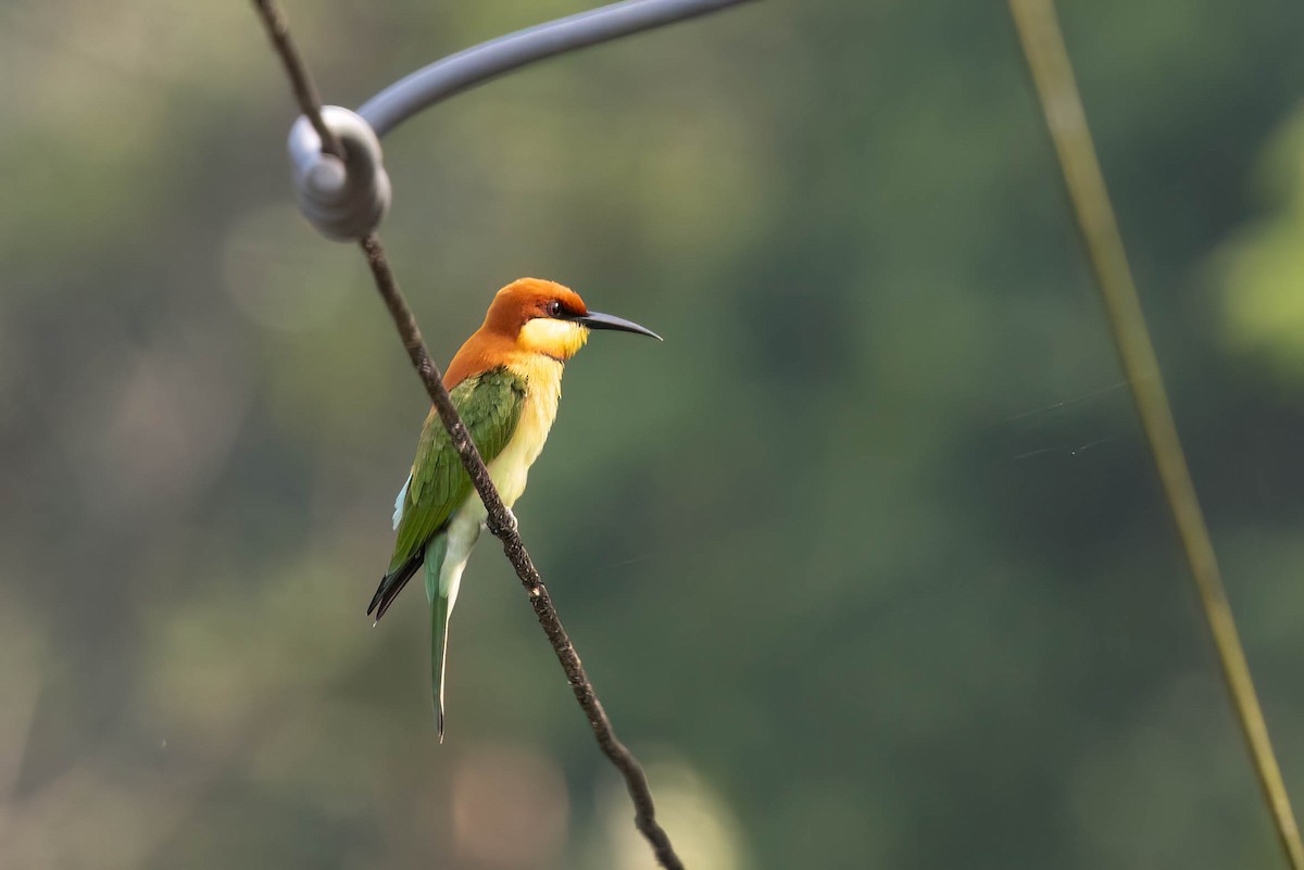 Chestnut-headed Bee-eater - ML646934753