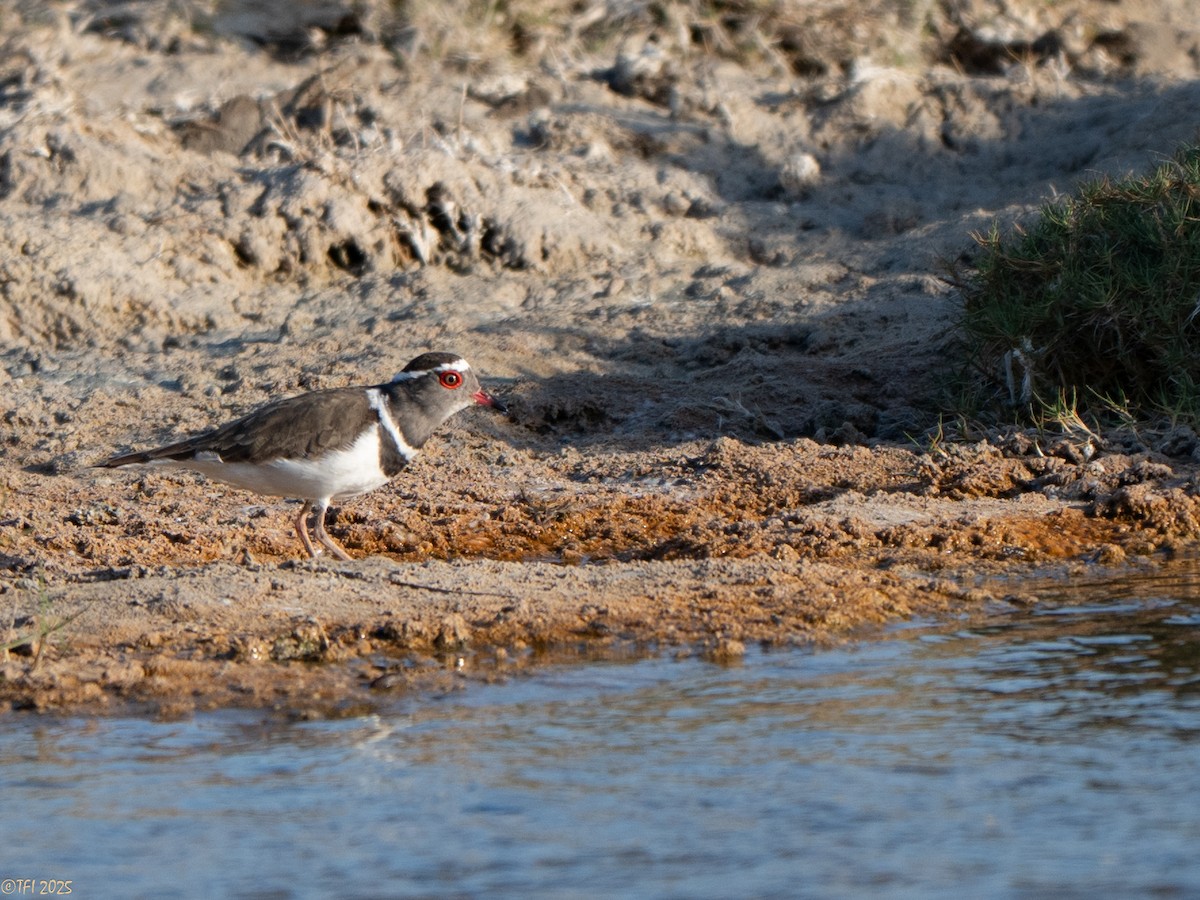Three-banded Plover (Madagascar) - ML646934755