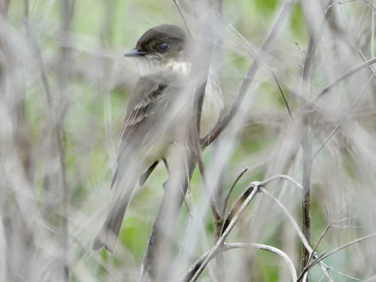 Weißbauch-Phoebetyrann - ML646934756