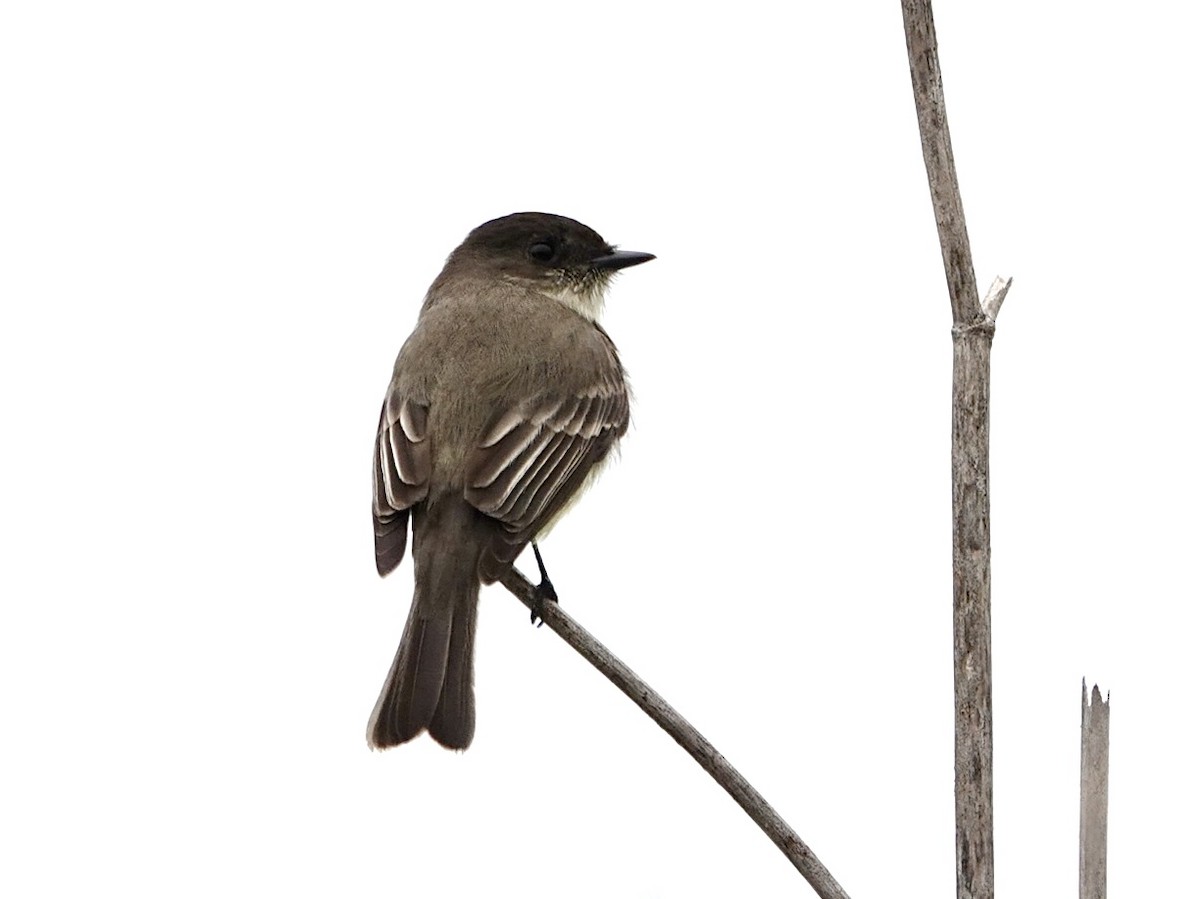 Weißbauch-Phoebetyrann - ML646934757