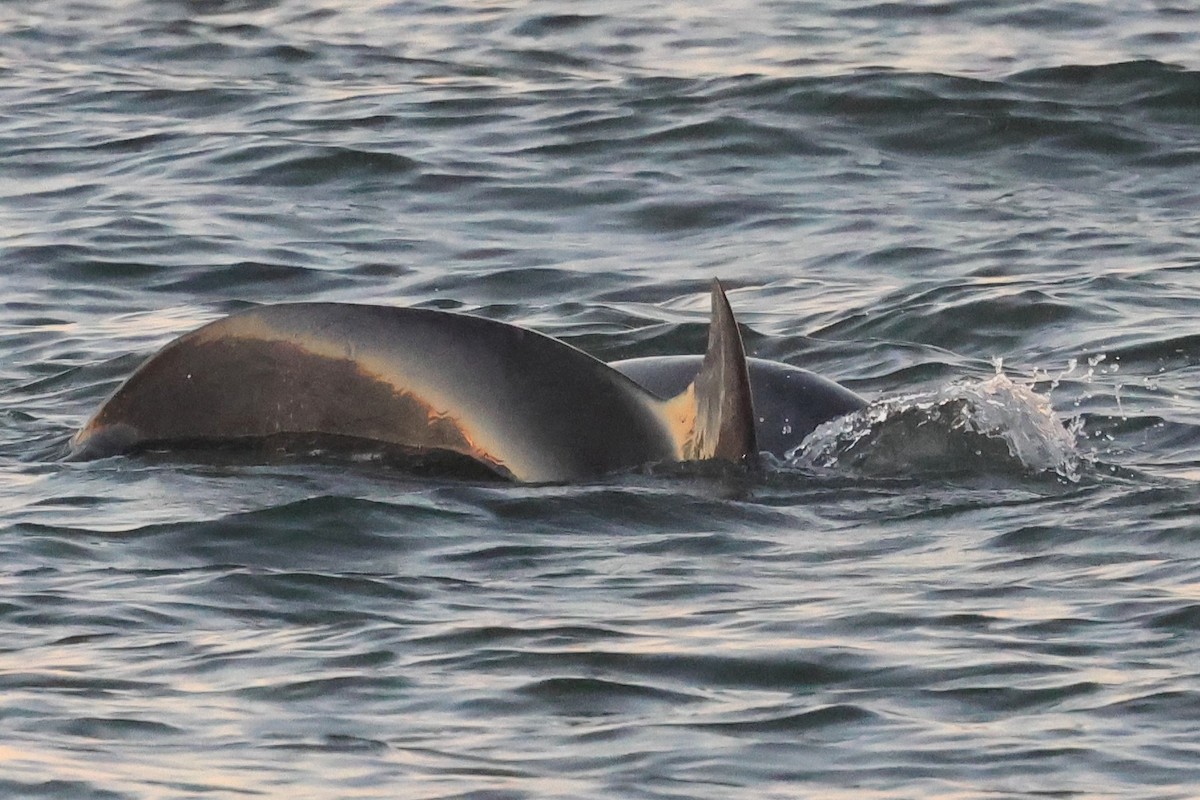 Tamanend's Bottlenose Dolphin - ML646934759