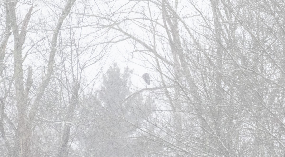 volavka velká - ML646934761