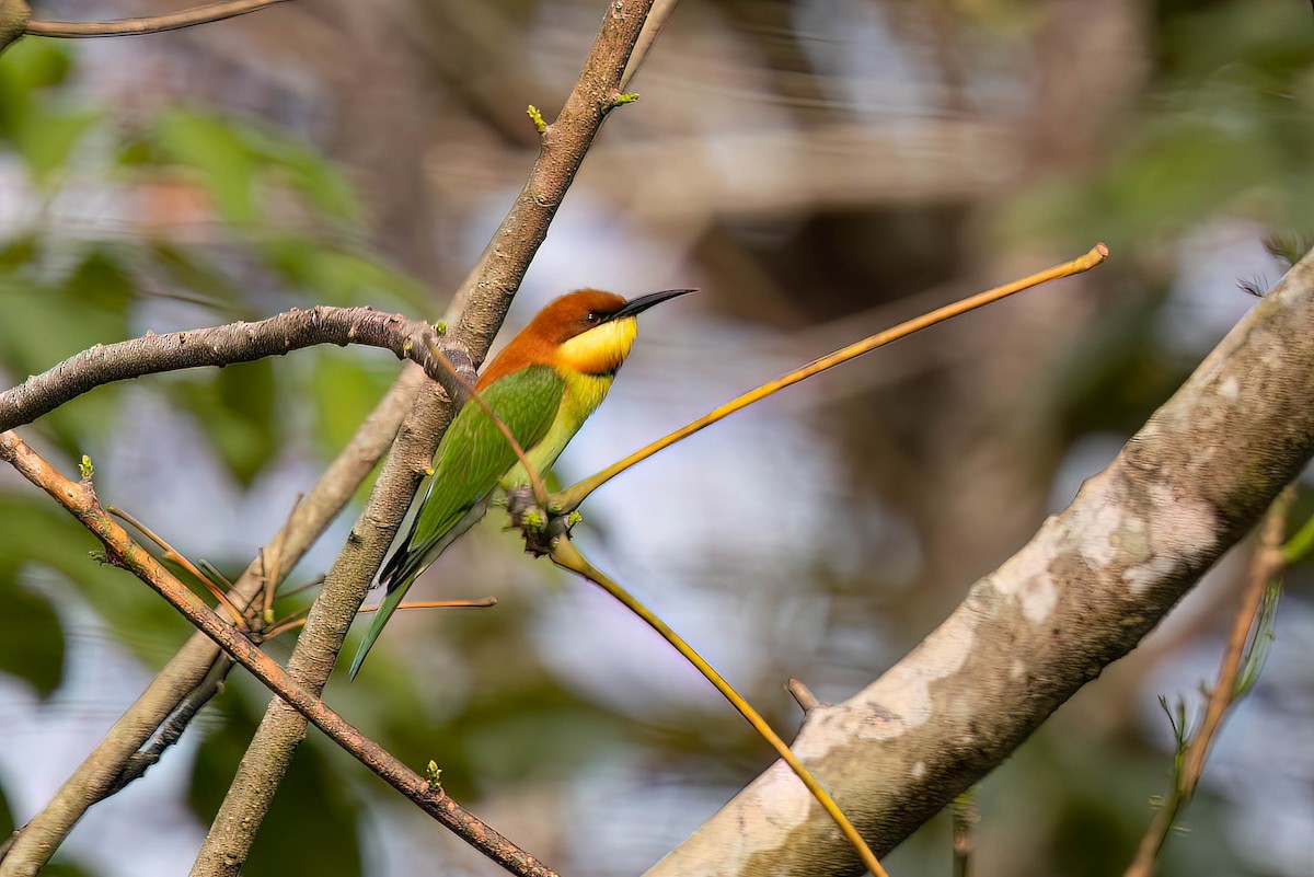 Chestnut-headed Bee-eater - ML646934766