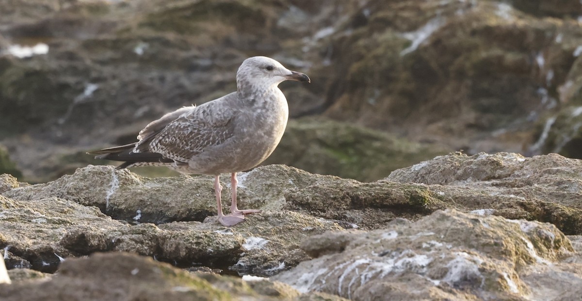 雑種 アメリカセグロカモメ ｘ ワシカモメ - ML646934769