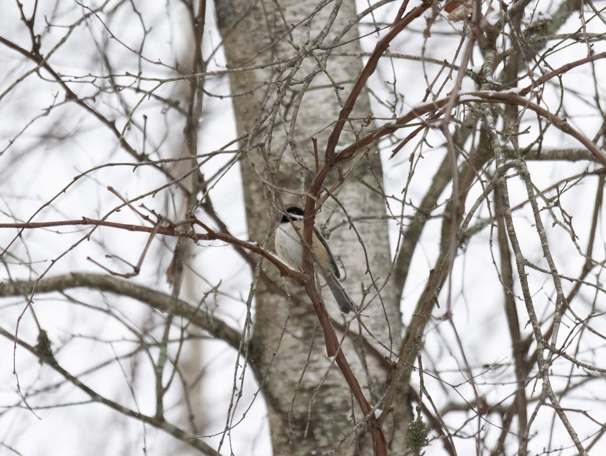 sýkora černohlavá - ML646934770