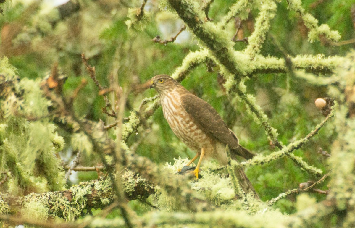 Sharp-shinned Hawk - ML646934777